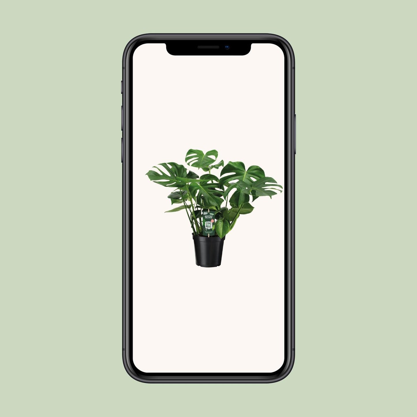 Monstera Deliciosa – Tropische Lochpflanze Ø21cm, 65cm hoch