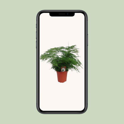 Asparagus setaceus Ø17cm – Eleganter Spargel-Farn