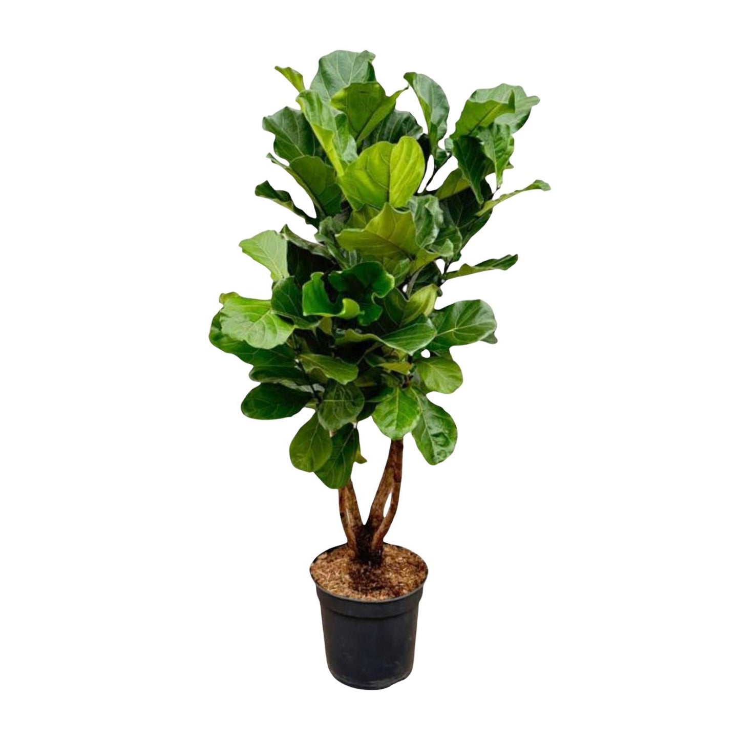Ficus Lyrata vertakt XL – Geigenfeige 190 cm