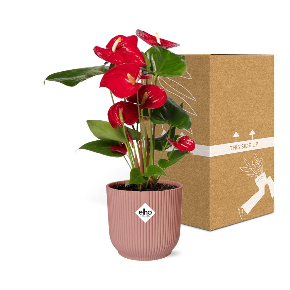 Anthurium Red 12cm in ELHO Vibes Fold 14cm rosa – Tropische Eleganz für Ihr Zuhause
