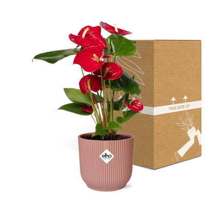 Anthurium Red 12cm in ELHO Vibes Fold 14cm rosa – Tropische Eleganz für Ihr Zuhause