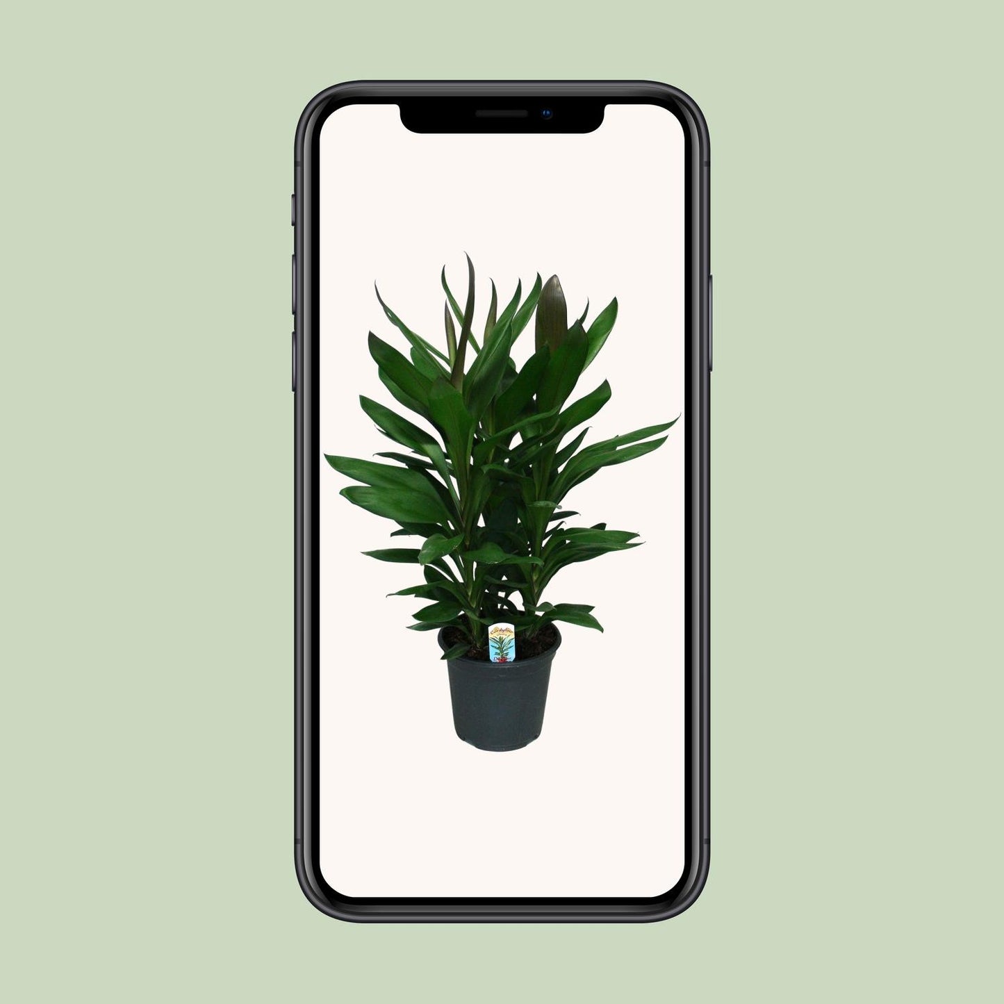 Cordyline Glauca – Pflegeleichte Zimmerpflanze Ø19cm
