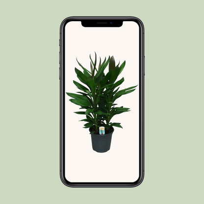 Cordyline Glauca – Pflegeleichte Zimmerpflanze Ø19cm