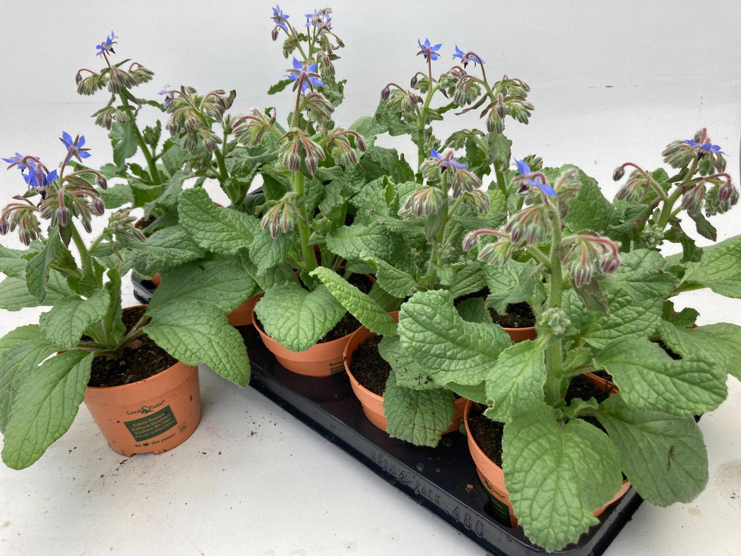 Borage Lookandtaste – Pflegeleichte Trendpflanze Ø12cm
