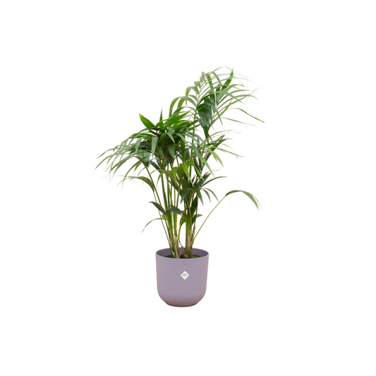 Kentia-Palme mit Elho Jazz Round lila Ø26 – 130 cm