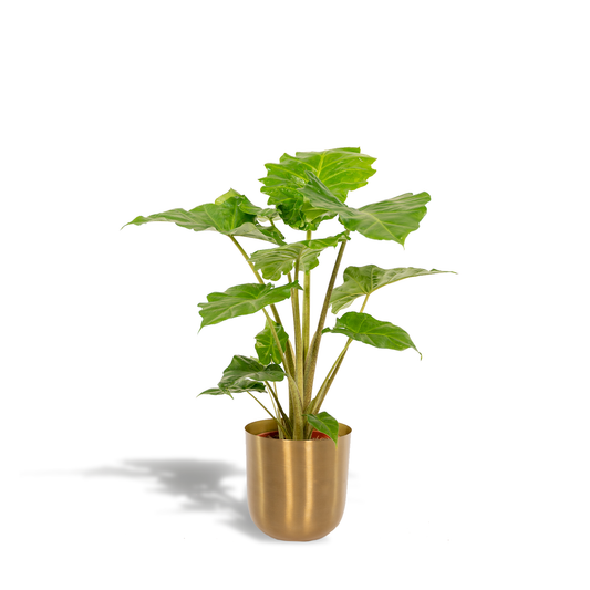 Alocasia Portodora Elefantenohr 80cm im Goldtopf