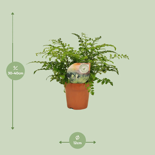 Asplenium Parvati – Pflegeleichter Rippenfarn Ø12cm