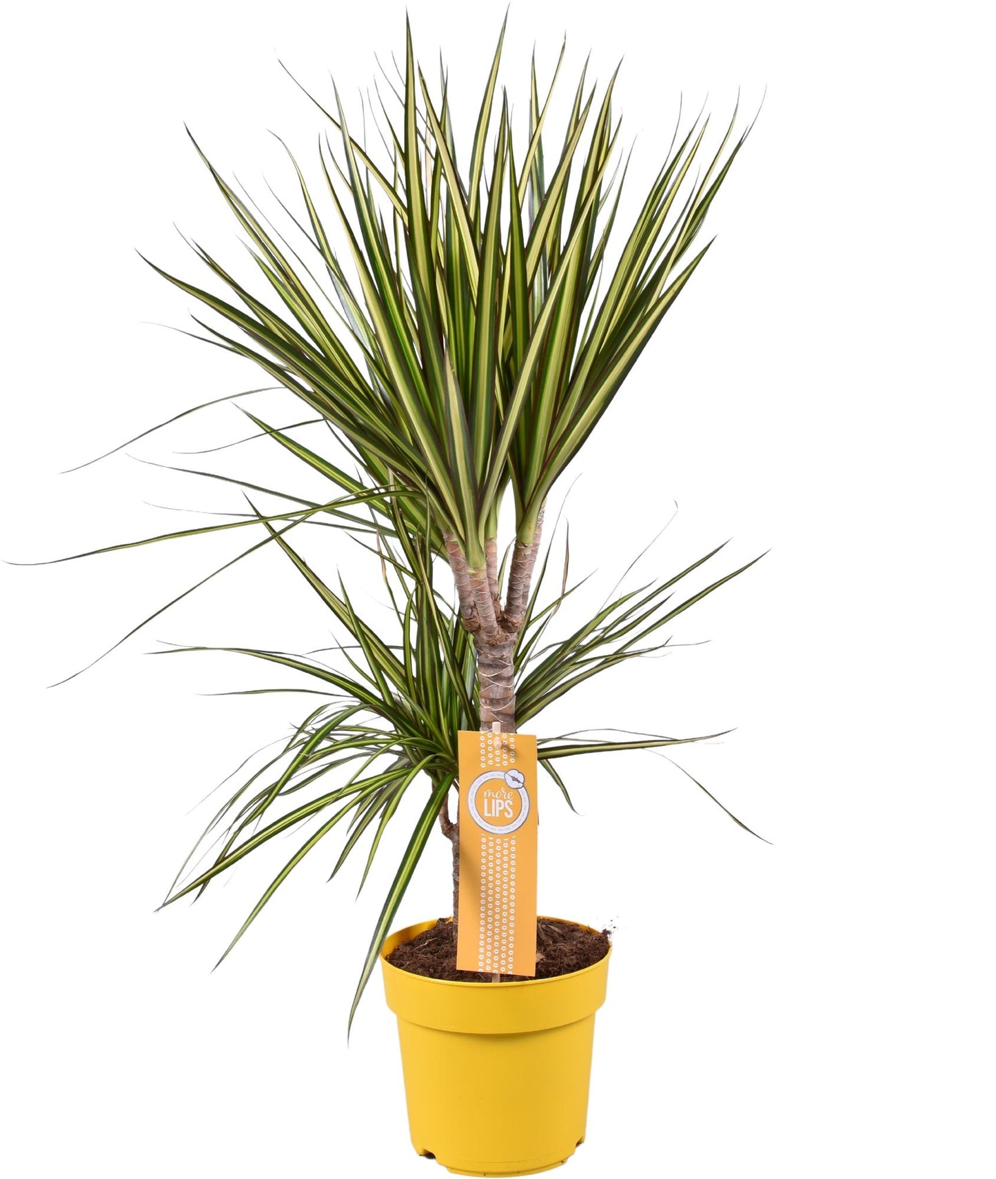Dracaena Sunray – Pflegeleichte Zimmerpflanze Ø17cm, 70cm hoch