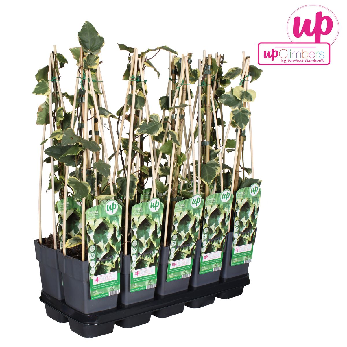 Efeu 'Dentata Variegata' – pflegeleichte Kletterpflanze Ø15cm