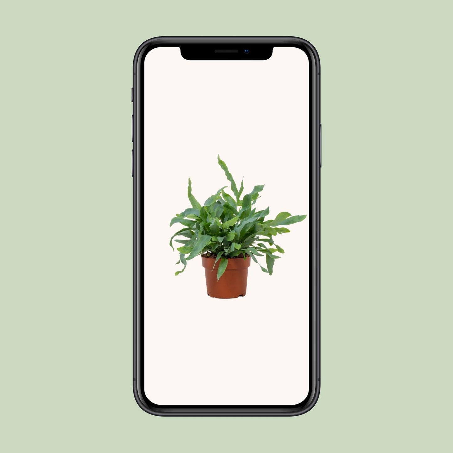 Phlebodium Blue Star – pflegeleichte Zimmerpflanze