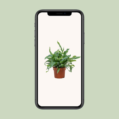 Phlebodium Blue Star – pflegeleichte Zimmerpflanze