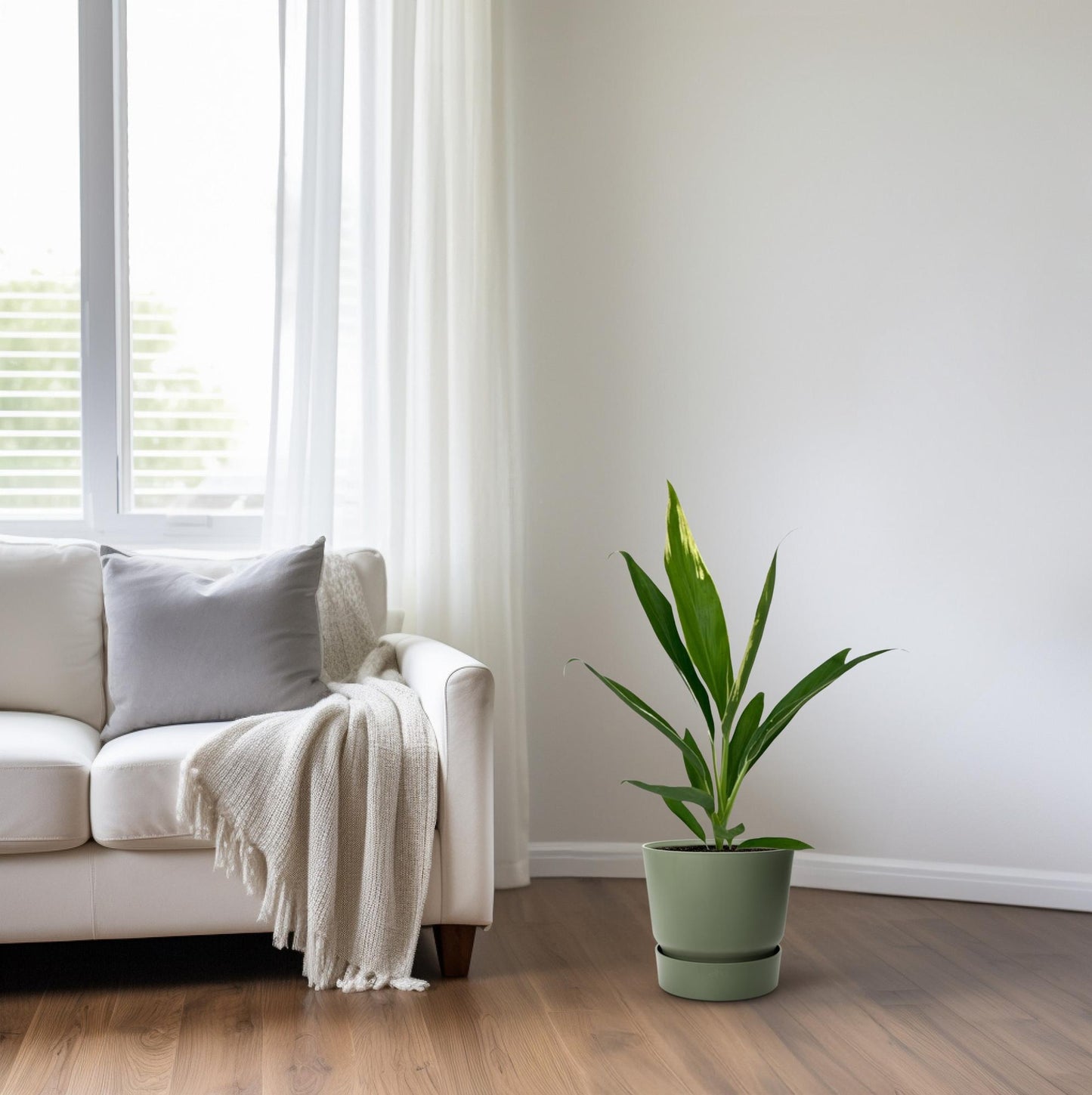 Cordyline Conga – Pflegeleichte tropische Zimmerpflanze Ø12cm