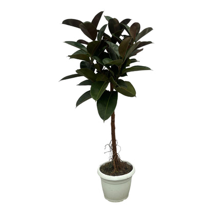 Ficus Elastica Robusta Stamm – Pflegeleichter Gummibaum 140 cm