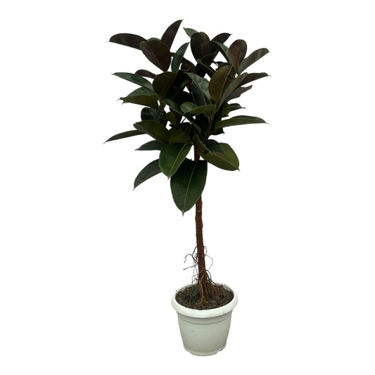 Ficus Elastica Robusta Stamm – Pflegeleichter Gummibaum 140 cm