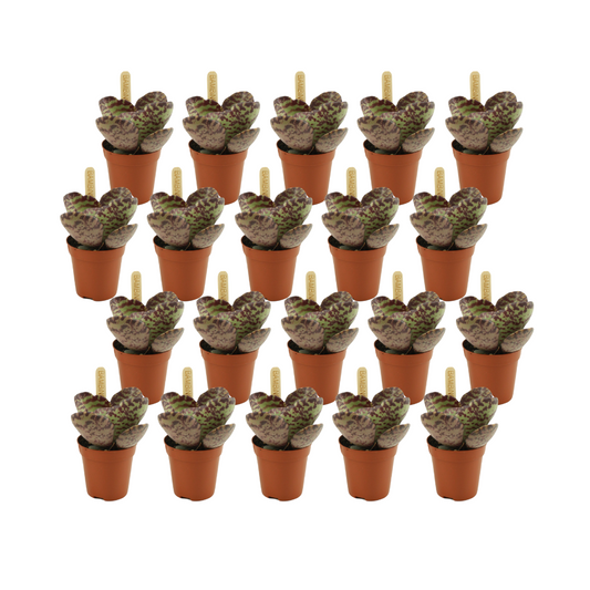 Kalanchoe Humilis 20er Set – Pflegeleichte Sukkulenten Ø 5,5 cm