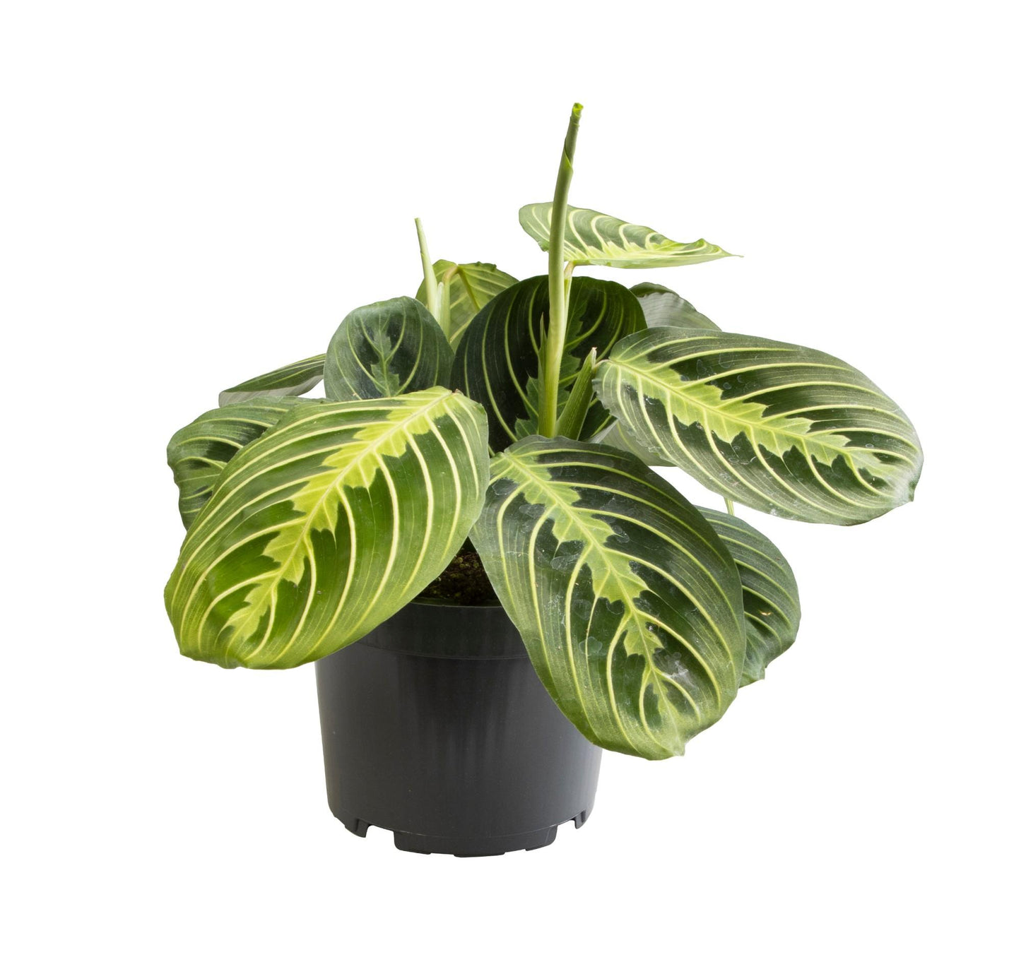 Maranta Lemon Lime – Pflegeleichte Zimmerpflanze Ø12 cm