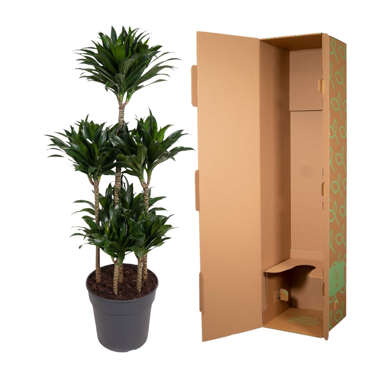 Dracaena Compacta Carrousel – Pflegeleichte Zimmerpflanze 130 cm