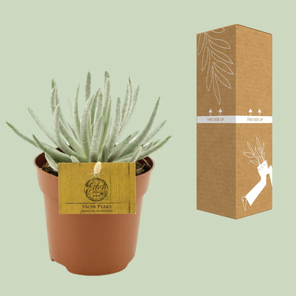 Senecio Scaposus – Bunte, pflegeleichte Zimmerpflanze Ø10,5 cm