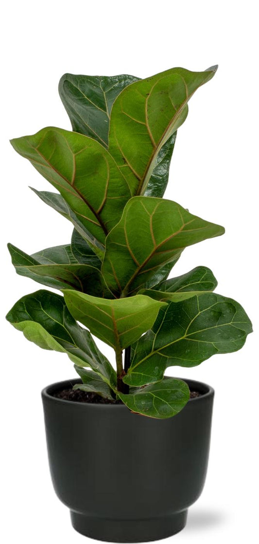 Geigenfeige (Ficus Lyrata) Ø12cm – 30cm pflegeleicht