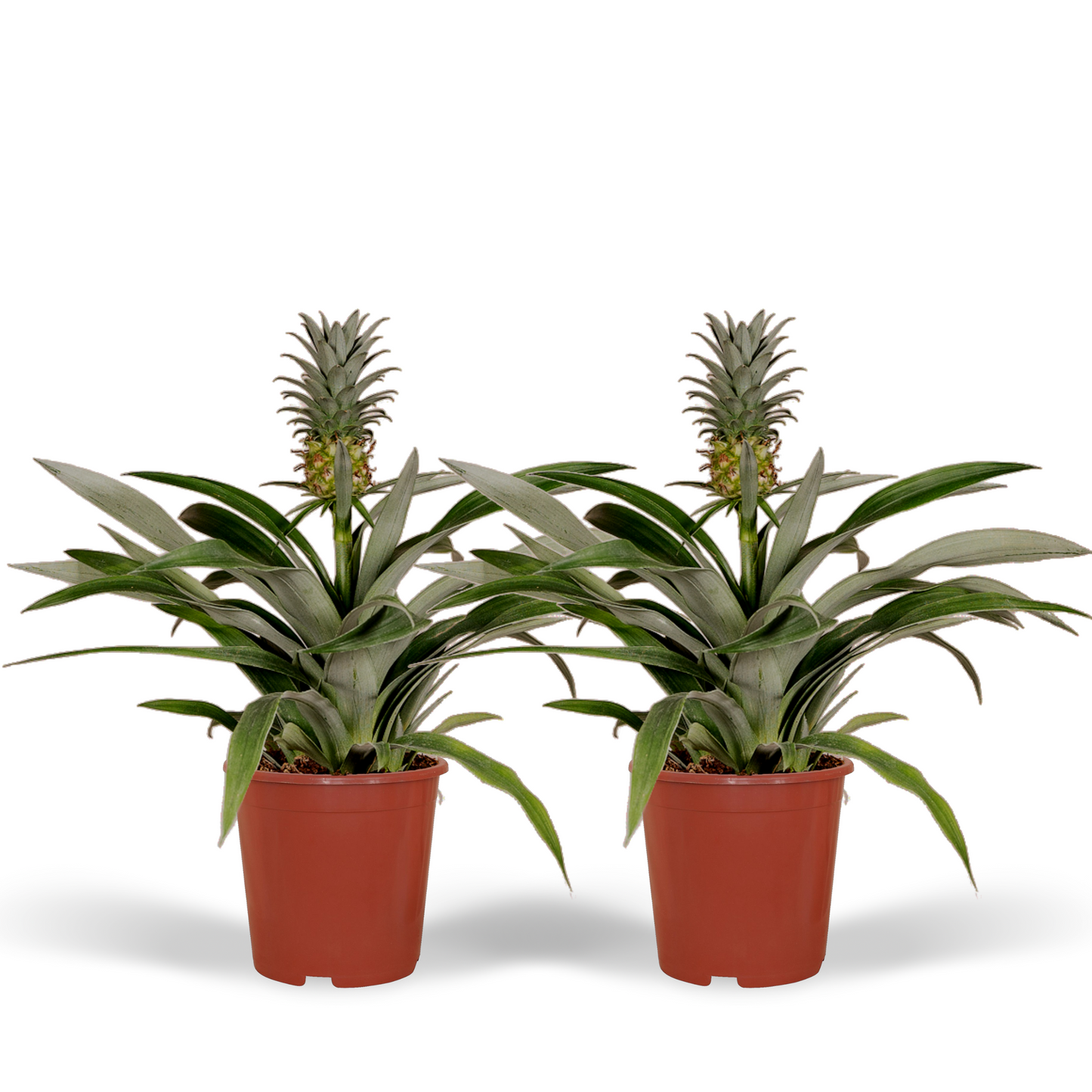 Bromelie 2er Set – Pflegeleichte Tropische Ananaspflanzen Ø12cm