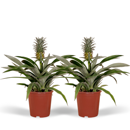 Bromelie 2er Set – Pflegeleichte Tropische Ananaspflanzen Ø12cm