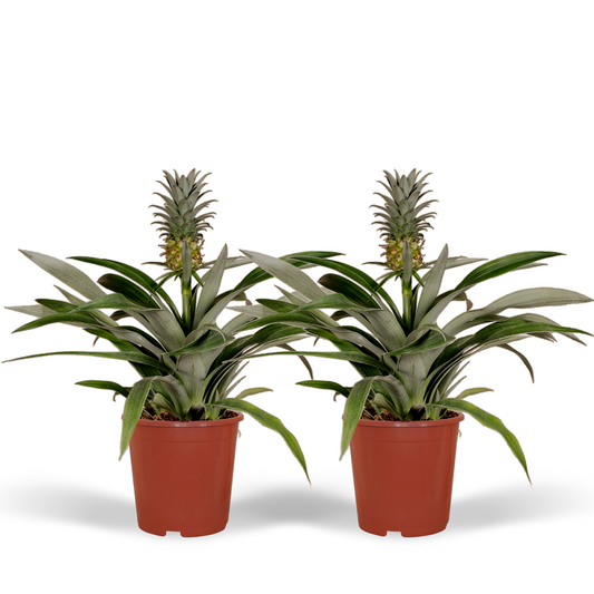 Bromelie 2er Set – Pflegeleichte Tropische Ananaspflanzen Ø12cm
