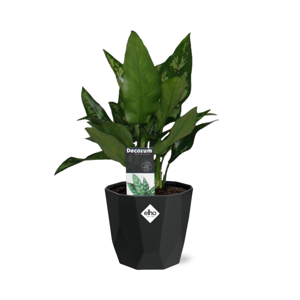 Aglaonema Maria – Pflegeleichte luftreinigende Zimmerpflanze 14cm