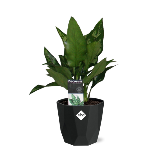 Aglaonema Maria – Pflegeleichte luftreinigende Zimmerpflanze 14cm