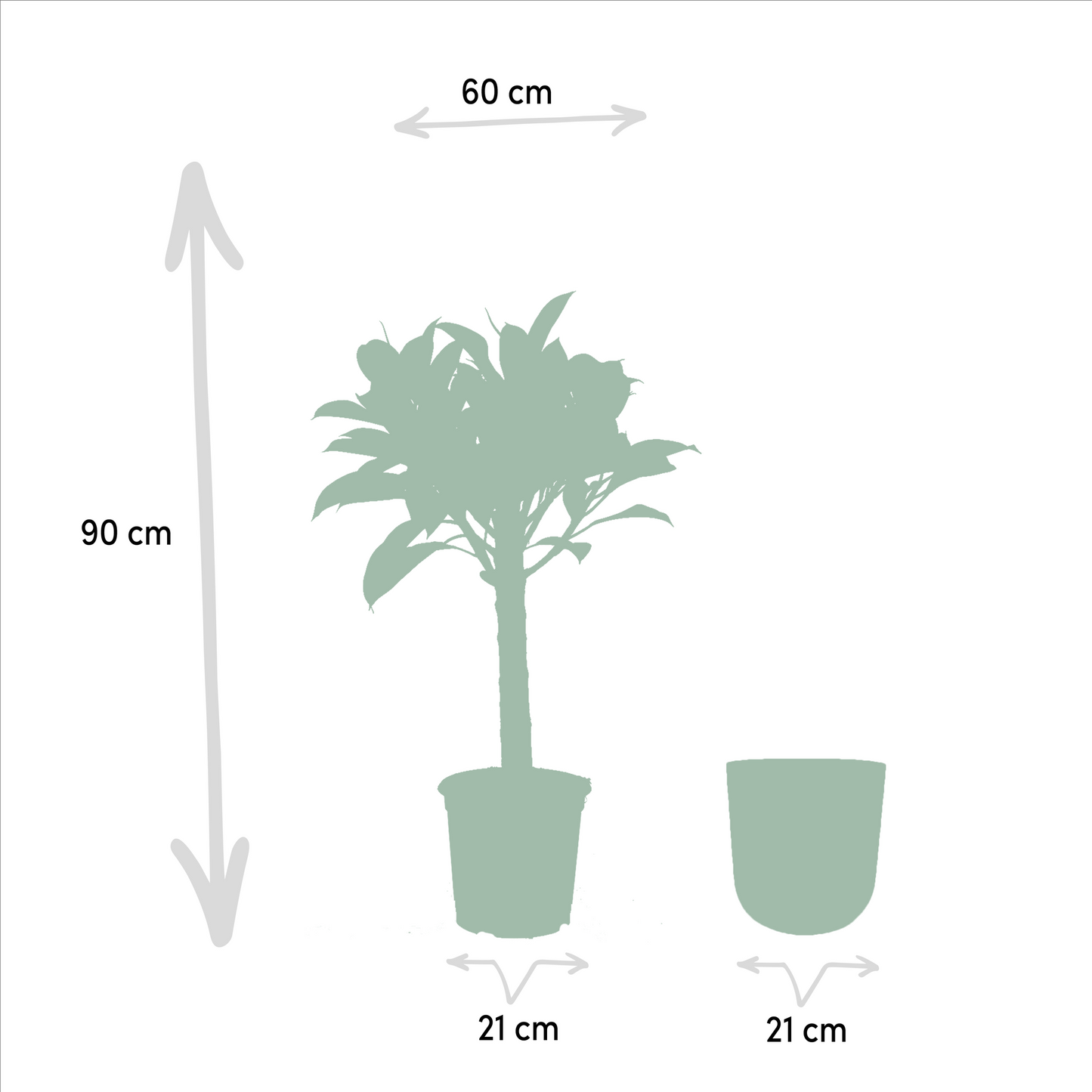 Ficus elastica Melany Stamm im Mayk Gold Topf – 90 cm