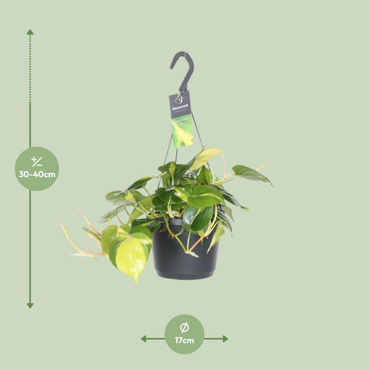 Philodendron Scandens Brasil – Pflegeleichte Zimmerpflanze Ø17cm