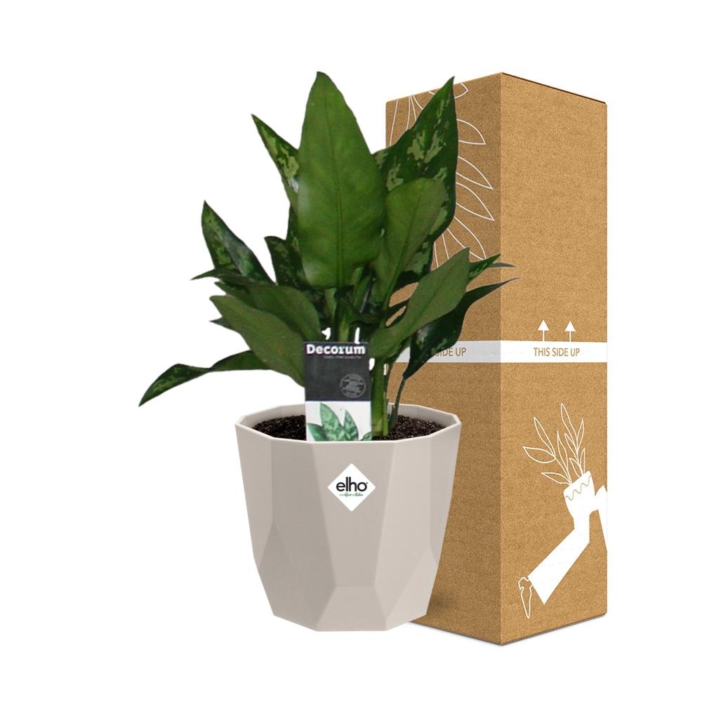 Aglaonema Maria in ELHO b.for rock 14 cm warm grey – Pflegeleichte Zimmerpflanze