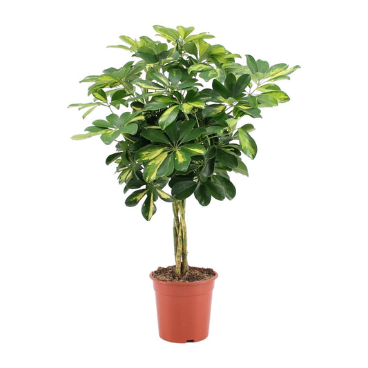 Schefflera Arboricola Gold Capella – Pflegeleichter Schirmbaum Ø19cm