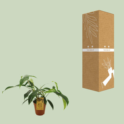 Philodendron 'Bette Waterbury' Ø15cm, ca. 50cm hoch