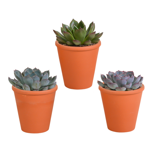 Echeveria-Mischung 3er Set im Terrakotta-Topf 8,5 cm
