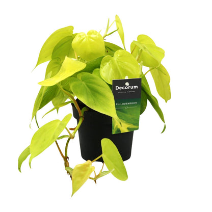 Philodendron Lime – Pflegeleichte Zimmerpflanze Ø12cm