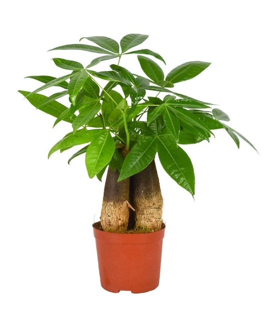 Pachira Aquatica – Pflegeleichte Zimmerpflanze 12 cm Topf