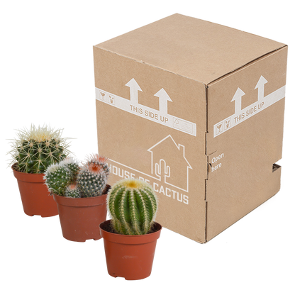 Bolcactus-Mischung 8,5 cm – Kugelförmige Kakteen ohne Topf