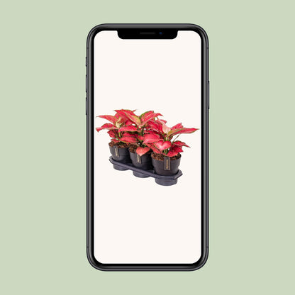 Aglaonema Red Joy – Pflegeleichte und luftreinigende Zimmerpflanze Ø19cm