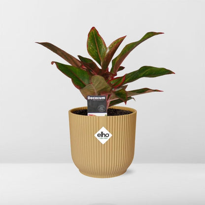 Aglaonema Crete – Pflegeleichte Zimmerpflanze im ELHO Vibes Fold 14cm Gelb