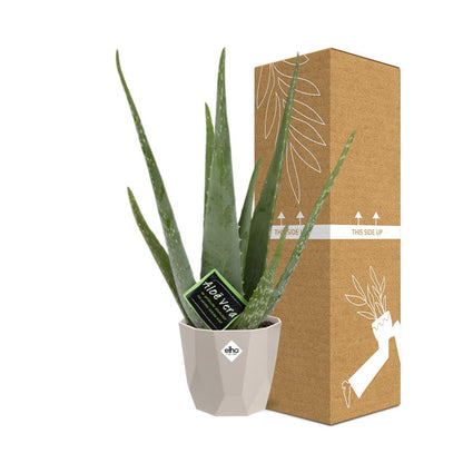 Aloe Vera 12 cm im ELHO b.for rock Topf – pflegeleicht & luftreinigend