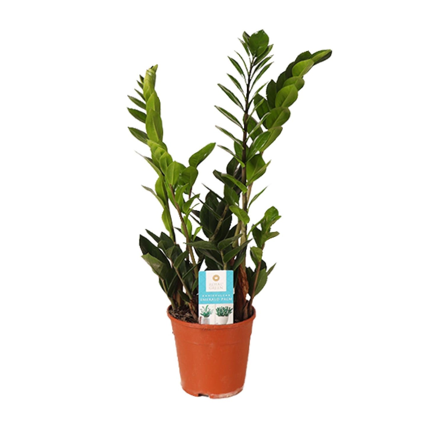 Zamioculcas Zamiifolia – Pflegeleichte Zimmerpflanze Ø14cm
