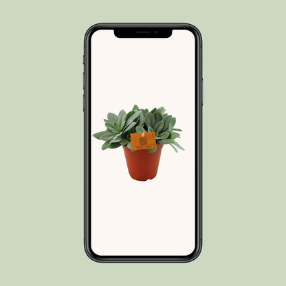 Senecio Cephalophorus – Pflegeleichte Zierpflanze Ø15 cm