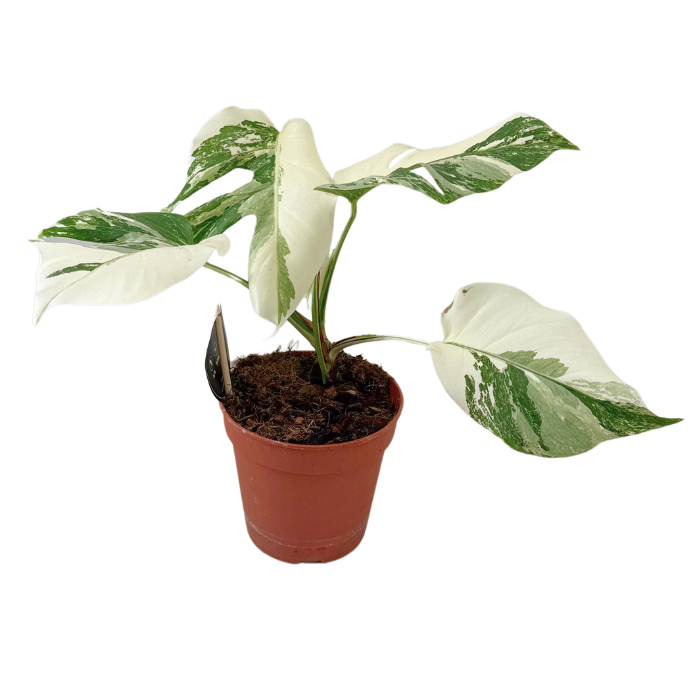 Monstera Variegata Super White – Exotische Zimmerpflanze Ø15cm