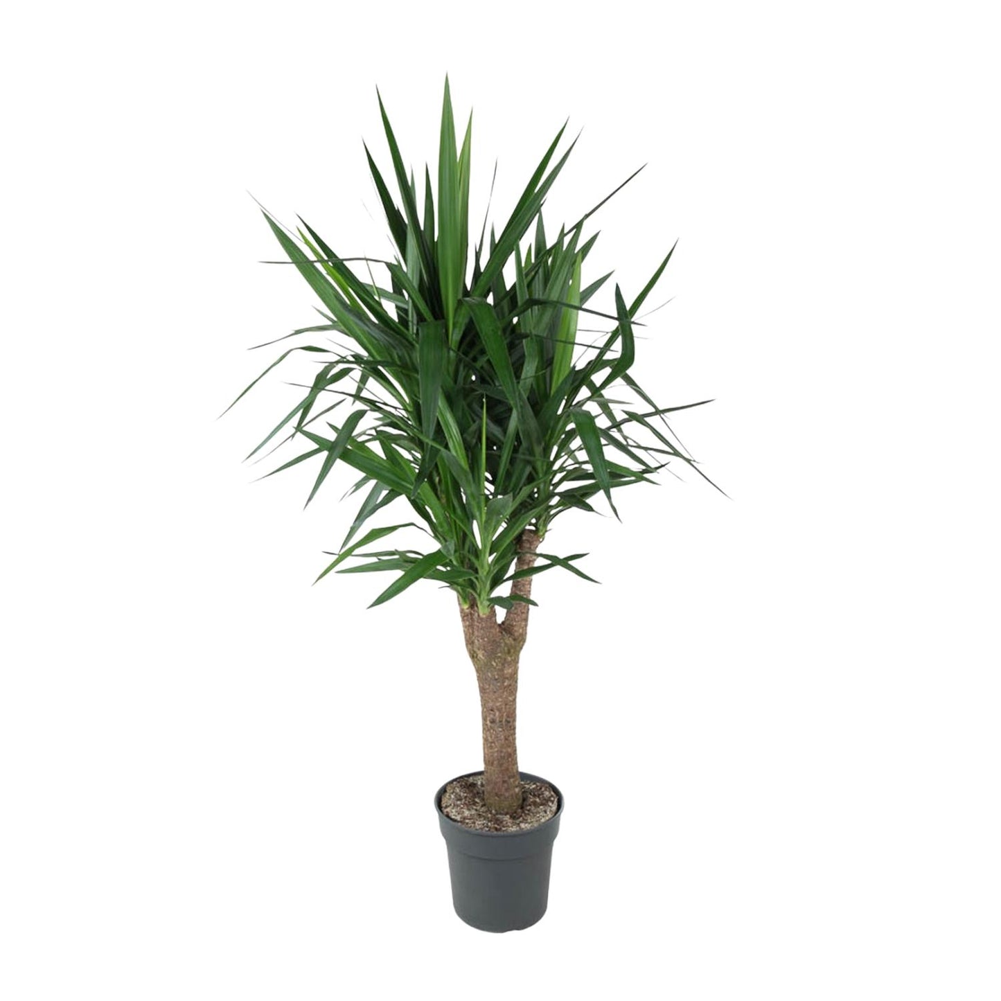 Yucca Elephantipes vertakt – 150 cm – Ø 31 cm