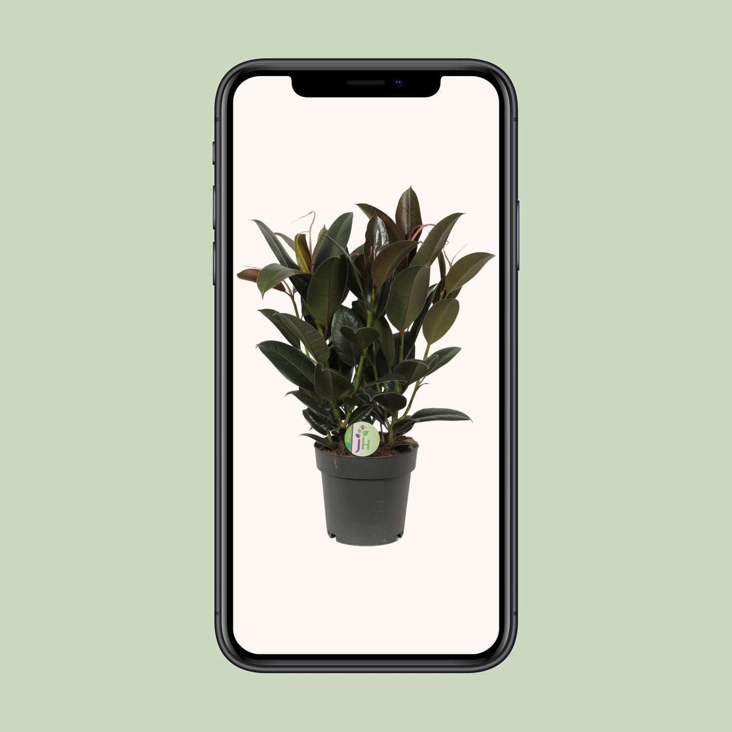 Ficus Melany – Pflegeleichte Zimmerpflanze Ø19cm