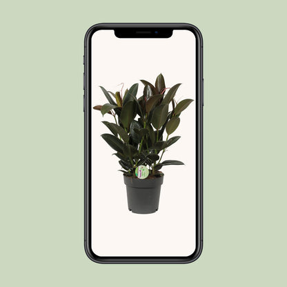 Ficus Melany – Pflegeleichte Zimmerpflanze Ø19cm