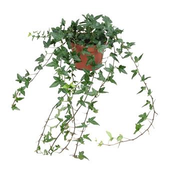 Efeu Hedera Helix Shamrock Ø13cm – Pflegeleicht & Luftreinigend