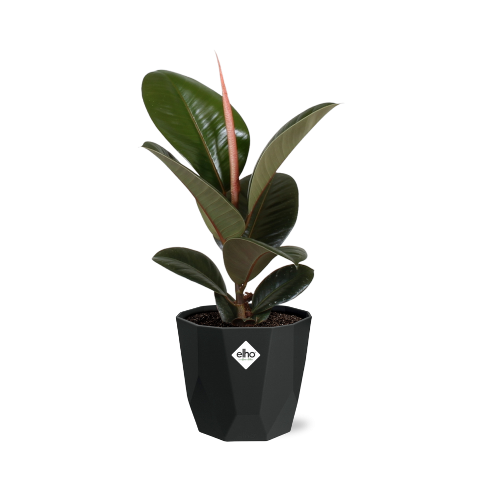 Ficus Elastica ‘Robusta’ – Pflegeleichte Zimmerpflanze 14cm