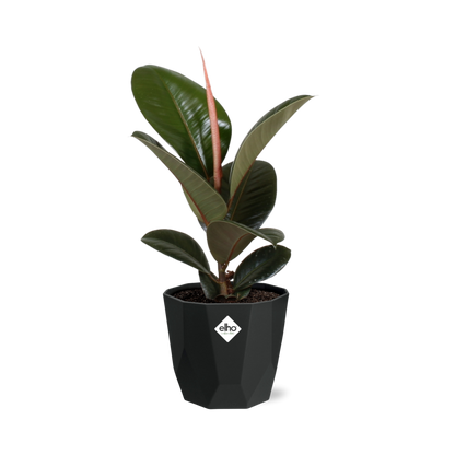 Ficus Elastica ‘Robusta’ – Pflegeleichte Zimmerpflanze 14cm