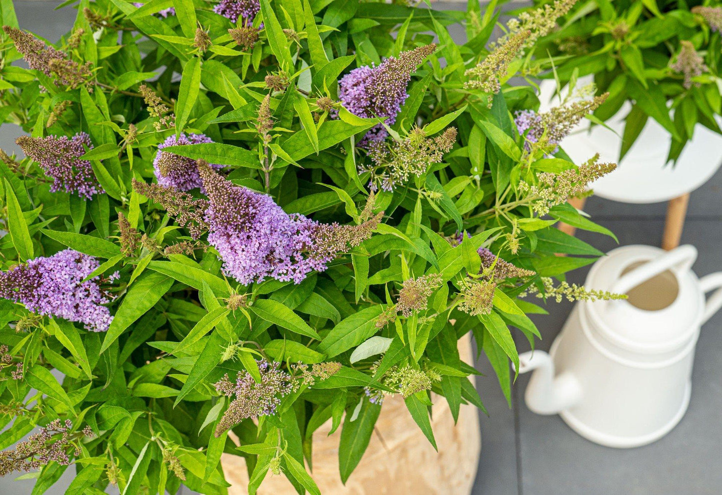 Buddleja davidii 'Butterfly Candy Little Lila' – kompakter Schmetterlingsflieder Ø19cm